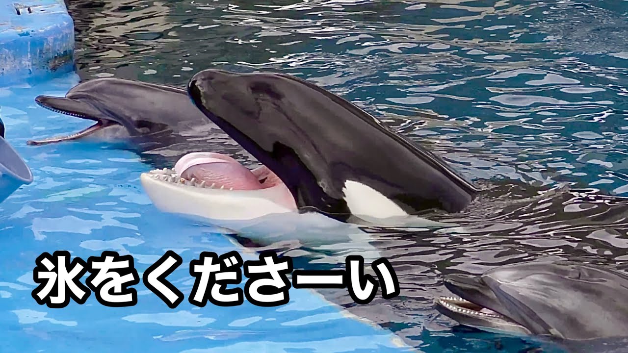 シャチのリンちゃんとイルカたち　トレーナーさんに氷をもらっています【名古屋港水族館】Orca Lynn-chan Dolphin Nagoya Aquarium 