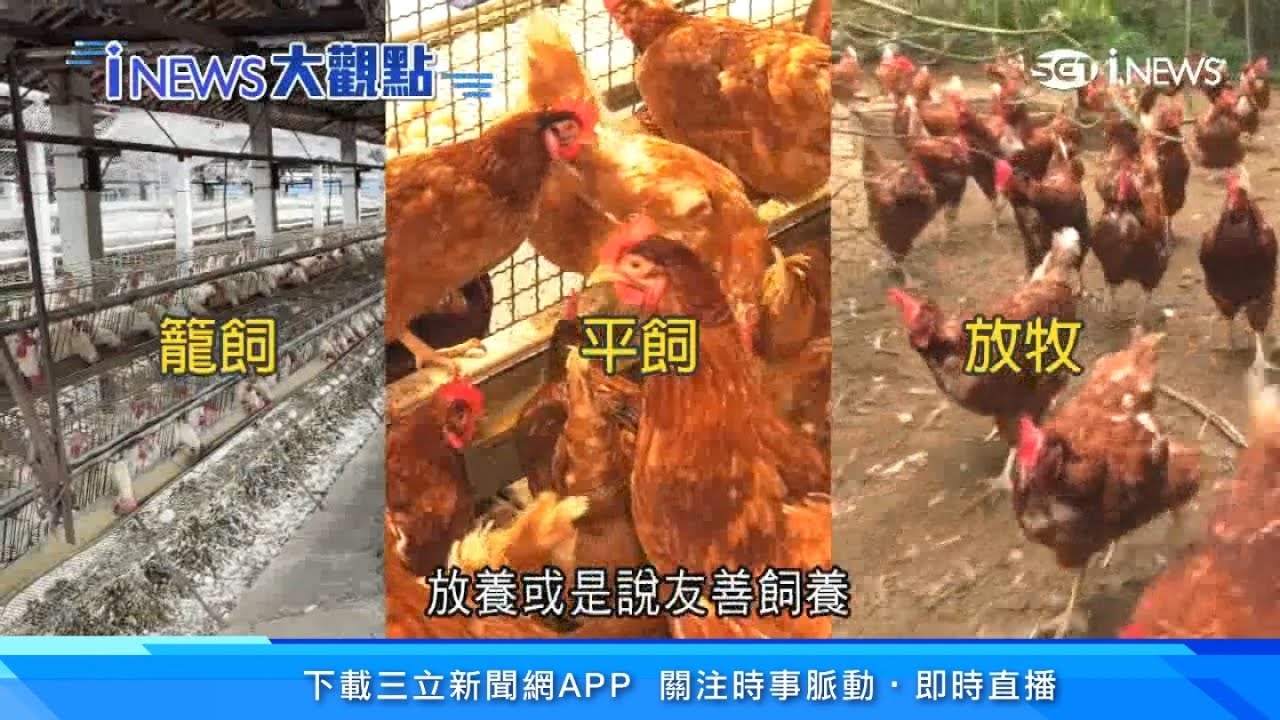 你吃的雞蛋這樣來？廉價「籠飼蛋」殘忍養雞環境曝光　4千萬隻母雞一輩子都關在格籠裡「只有A4紙大小擠進4隻雞」｜消費新聞｜新聞深一度｜三立iNEWS｜訂閱@94要賺錢看更多 財經新聞