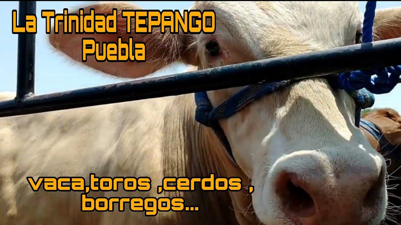 LA TRINIDAD TEPANGO / plaza ganadera o mercado de animales