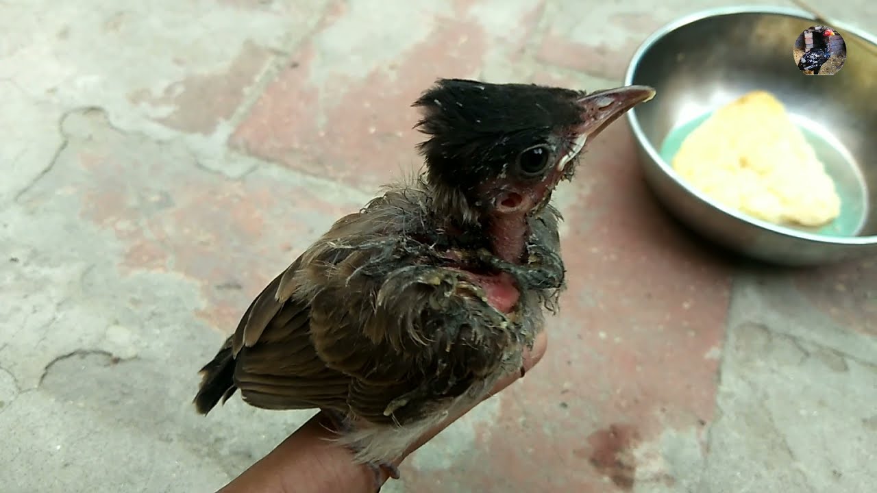 Red Vented BulBul Baby Feed Change | BulBul Ko Hand Feed Krwany Ka Tarika By Beauty Birds in Urdu