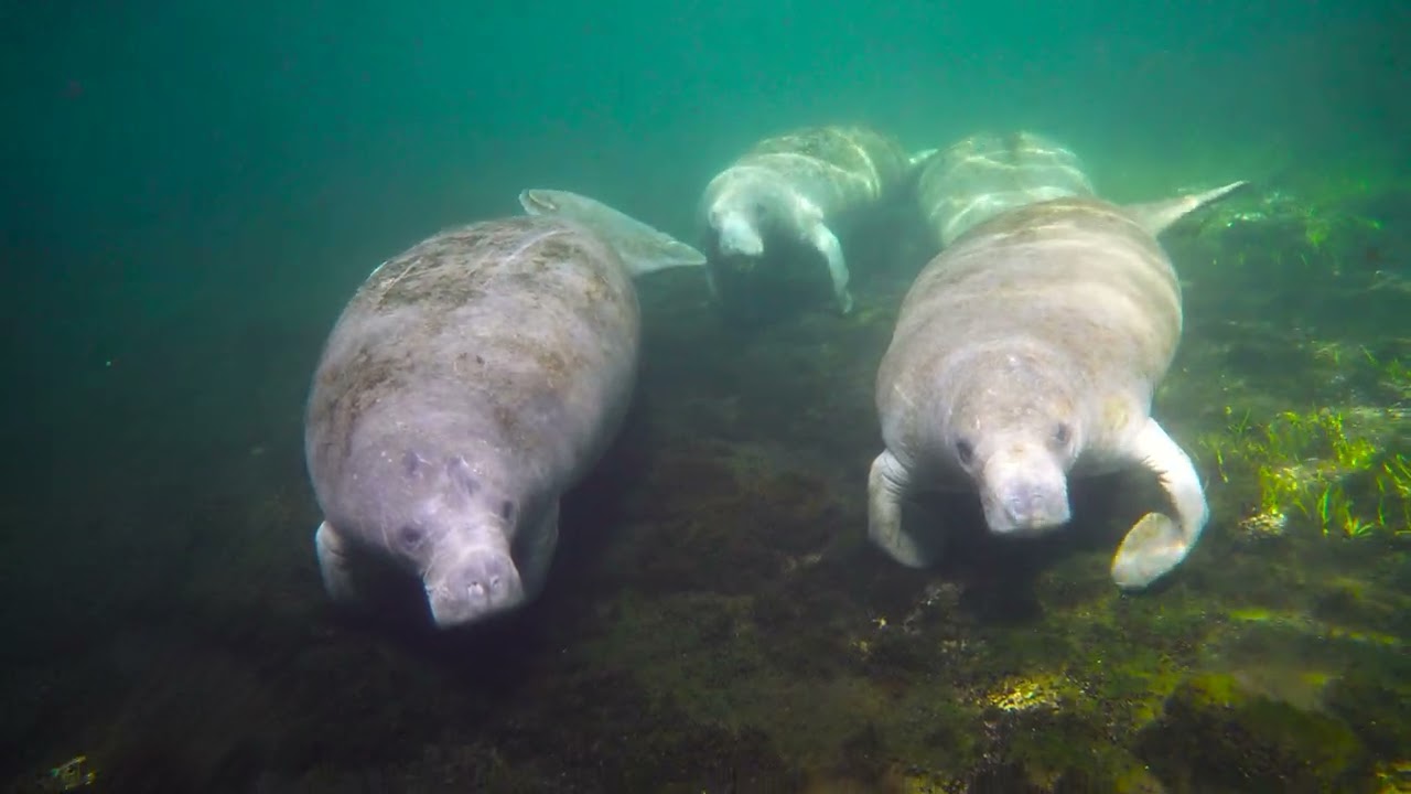 Ichetucknee Springs 2024 Commercial - 15s Nature Focused