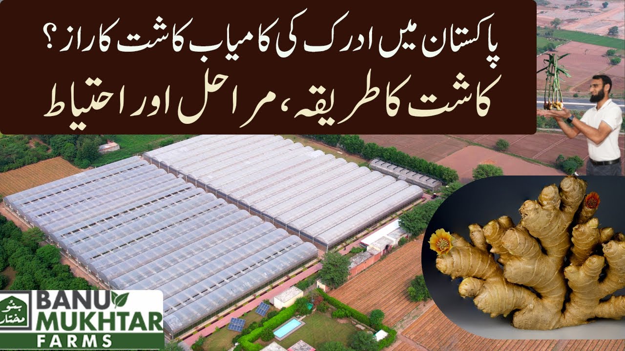 How To Grow Ginger in Pakistan | Adrak ki kasht | Ginger Farming Technique | Banu Mukhtar Farms