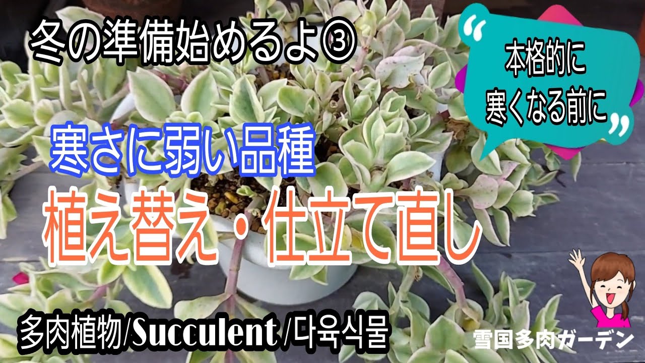 【多肉植物】冬の準備始めるよ③　寒さに弱い品種の紹介と植え替え・仕立て直し