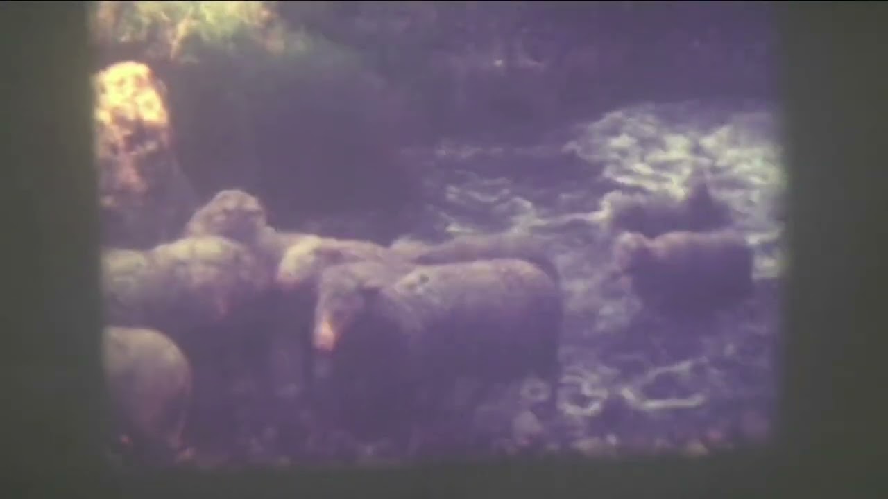 Lenola, Lavaggio delle pecore 1981