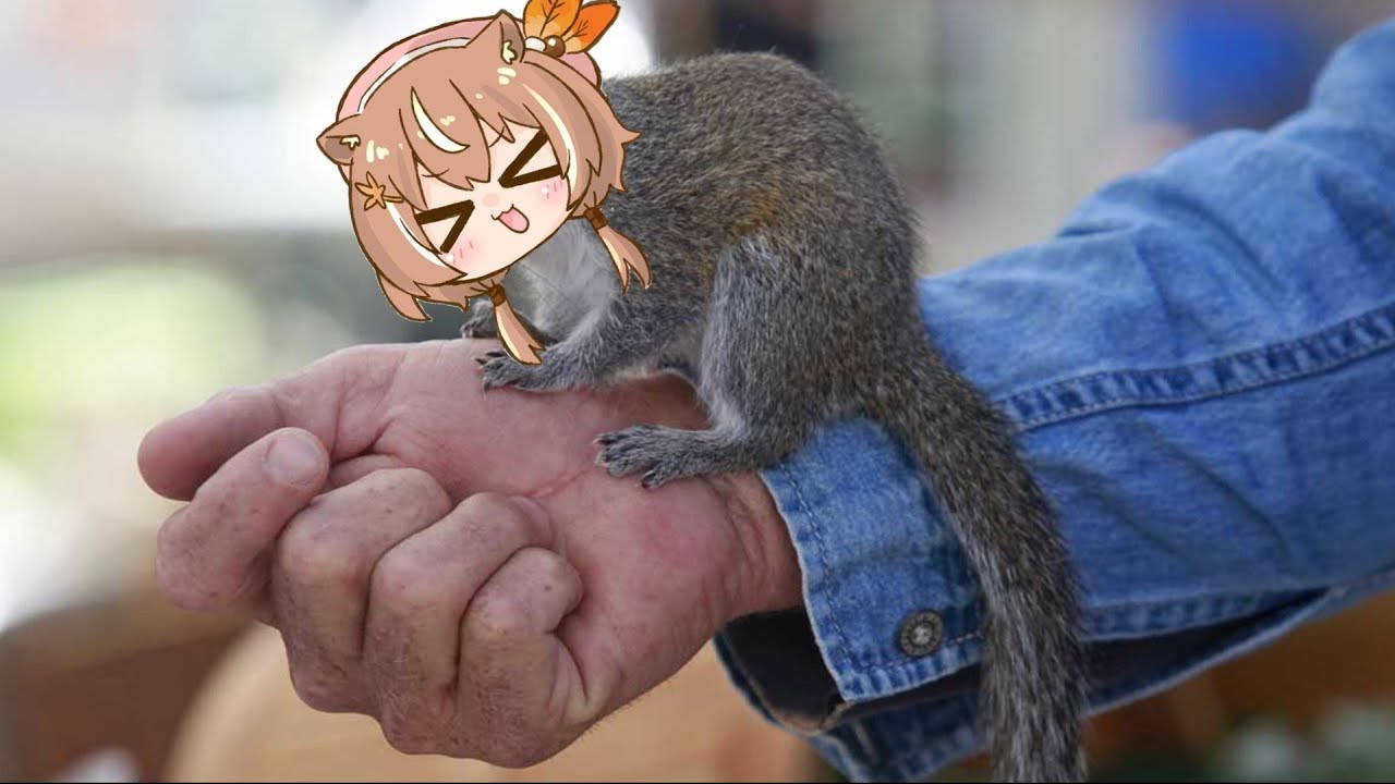 Random Risu squirrel | Animal hololive