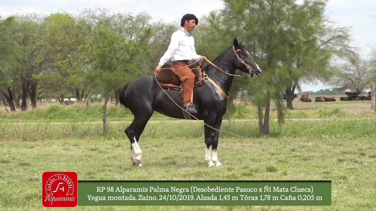 CRIOLLO RP 98