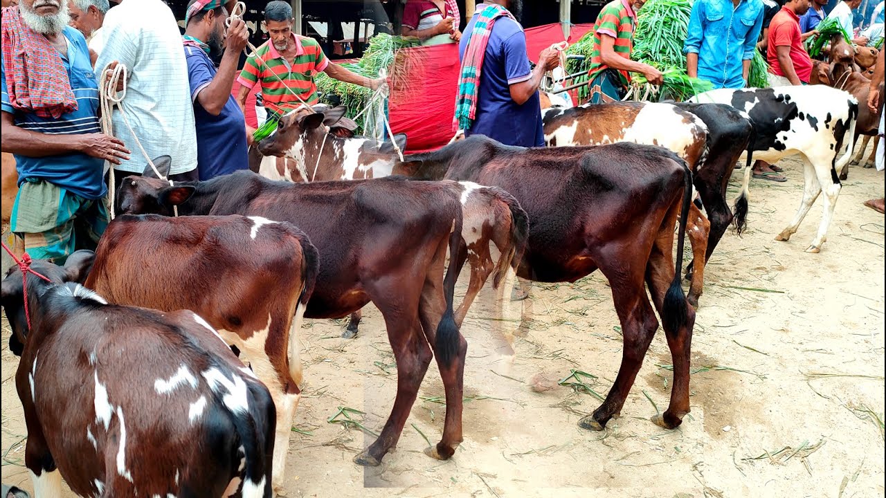 ৩০/৫/২৫/১০০% ফ্রিজিয়ান বাছুর গরুর দাম জানুন বগুড়া দুপচাঁচিয়া ধাপের হাট থেকে।
