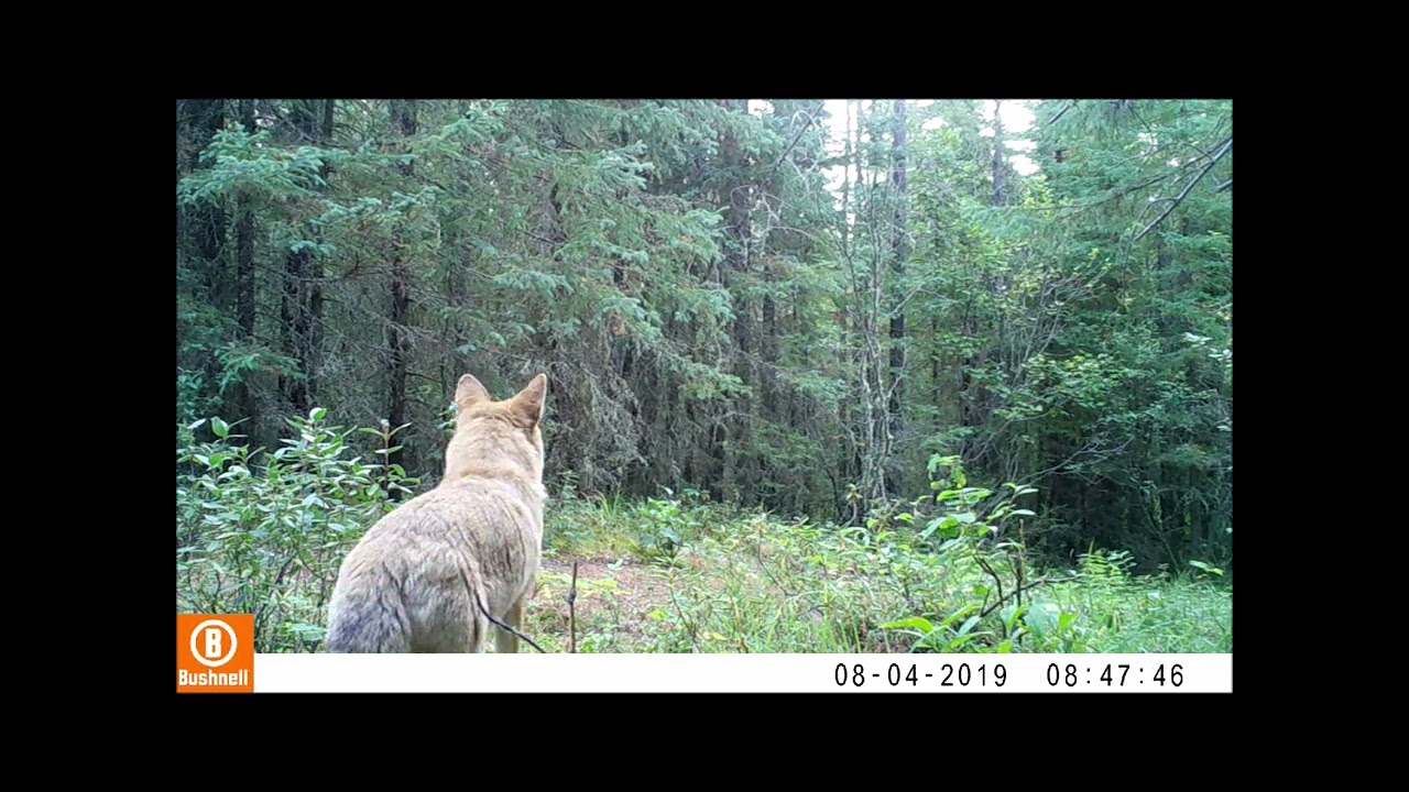 Wolf Scat Ridge September 23 2024