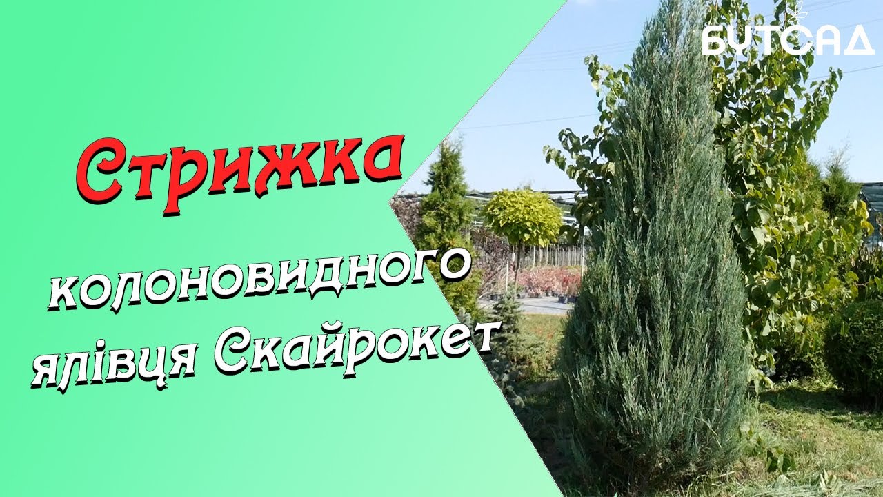 Стрижка Колоновидного ялівця Скайрокет