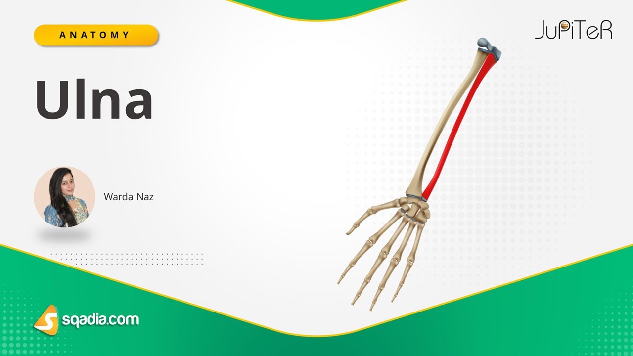 Ulna | Introduction | Bone Anatomy | Upper Limb | Forearm Skeletal System | sqadia.com