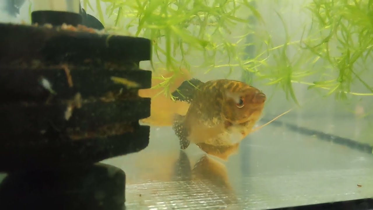 Jak rozmnożyć Gurami złote.