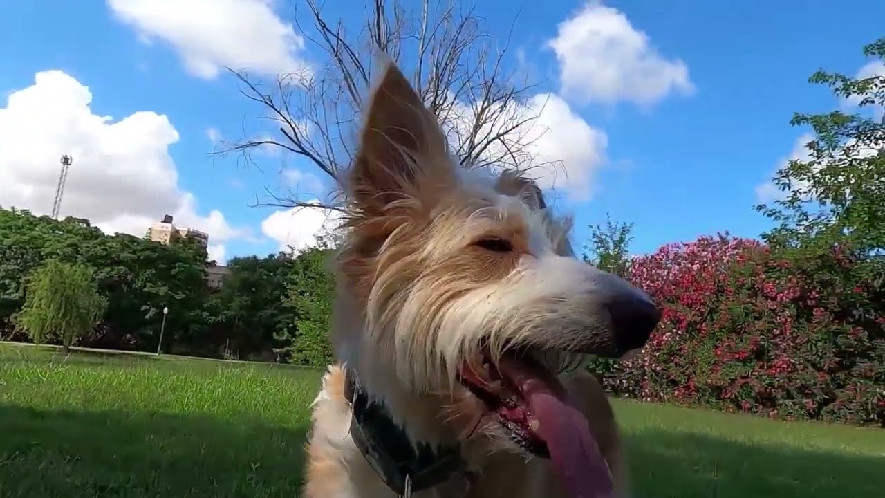 De paseo con Bambita