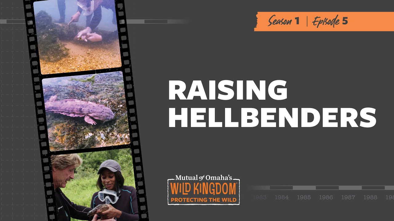 Raising Hellbenders Clip | Mutual of Omaha's Wild Kingdom Protecting the Wild