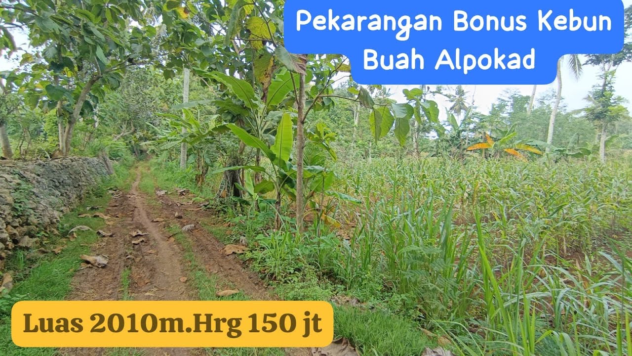 🔴PEKARANGAN BONUS POHON ALPOKAD DEKAT PEMUKIMAN#jualtanah #tanahmurahgunungkidul 