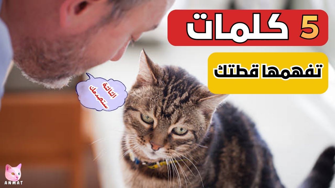 5 كلمات تفهمها قطتك فعلًا… والثالثة ستغيّر نظرتك للقطط!