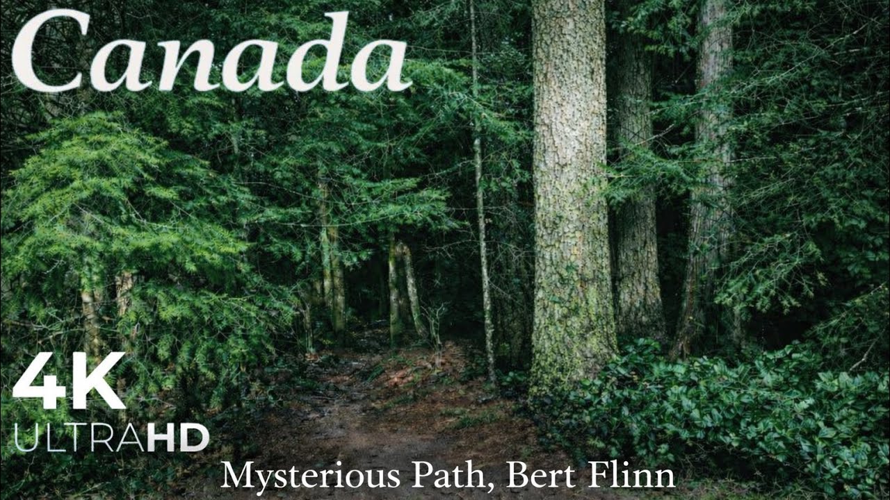 Mysterious Forest Hike 🌲 Canada 4K Nature