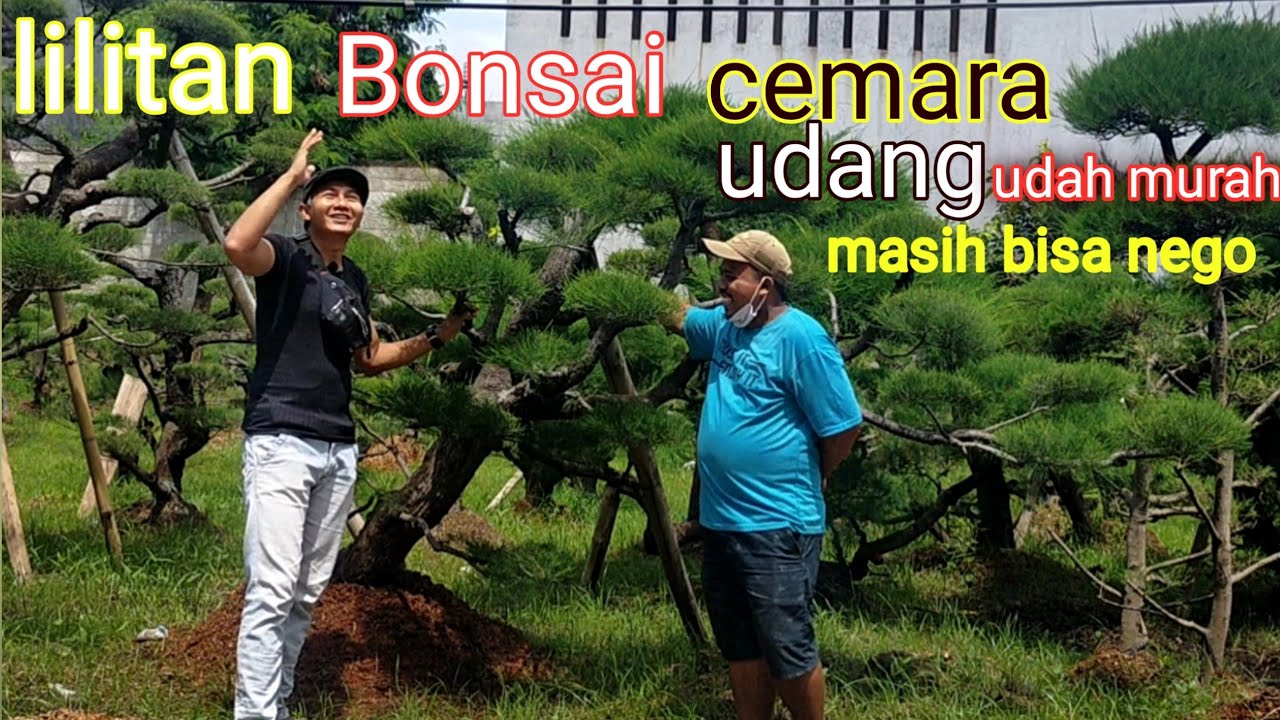 Harga bonsai cemara udang dari bahan sampai yang sudah jadi di petani 29