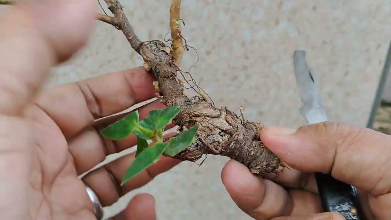 Membuat bonsai mini beringin dolar dari bahan setek batang kecil