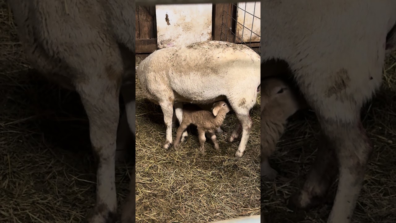 Good nursing! #lambing #katahdin