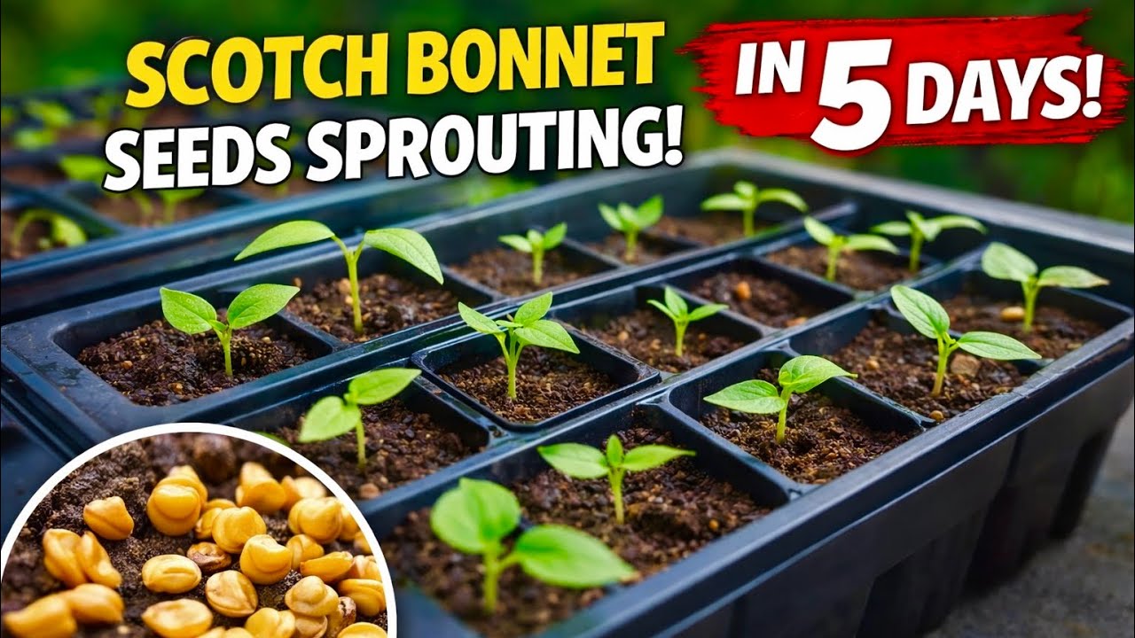 How My Scotch Bonnet Pepper Seeds Germinated in 5 Days