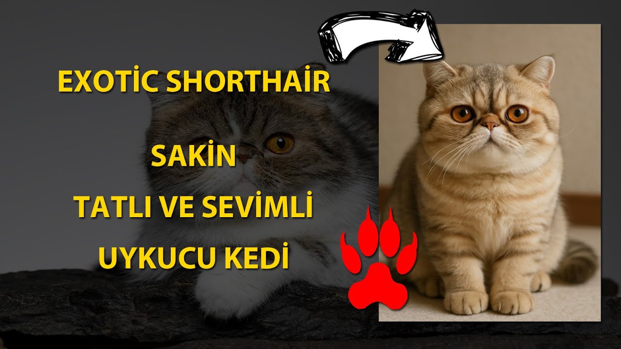 Exotic Shorthair - Sakın, Tatlı ve Uykucu Kedi