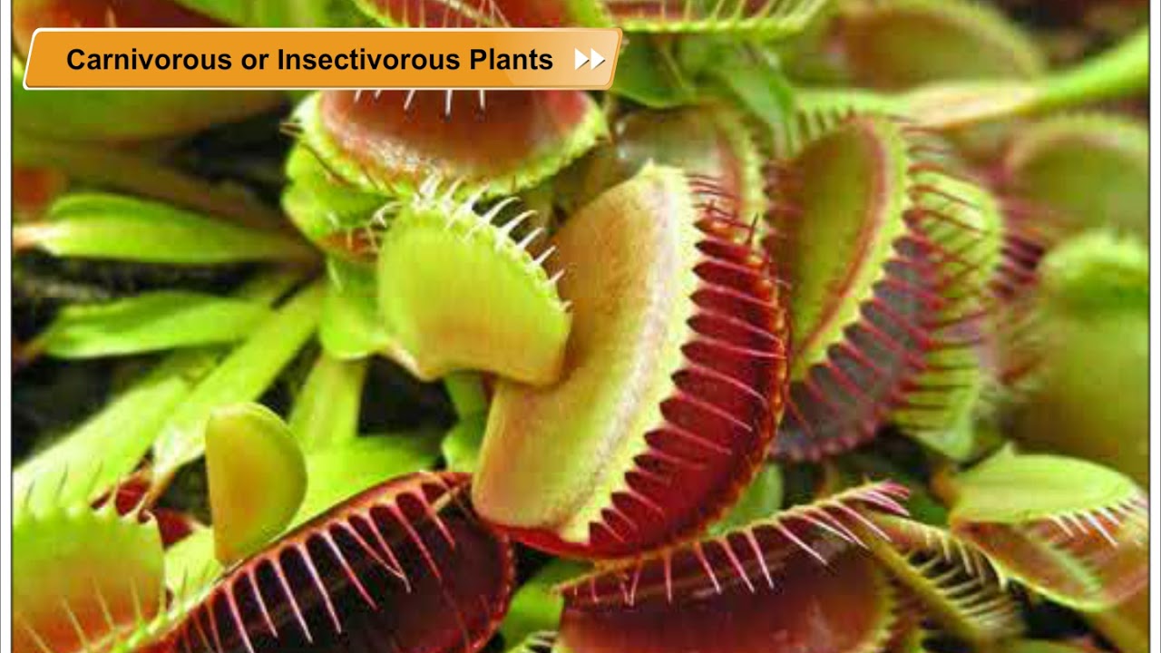 Carnivorous or Insectivorous Plants | Environmental Studies Class 5