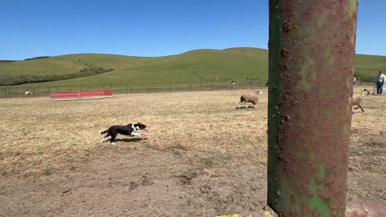 Roo- Moody trial. May 24th 2025