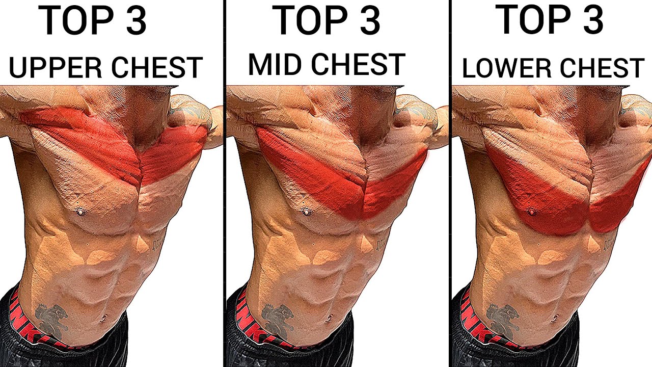Top 3 Upper Chest Exercises Middle Chest Exercises and Lower Chest Exercises
