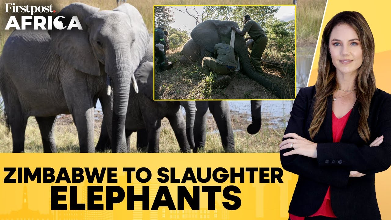 Zimbabwe to Cull At Least 50 Elephants as Population Booms Beyond Control | Firstpost Africa | N18G