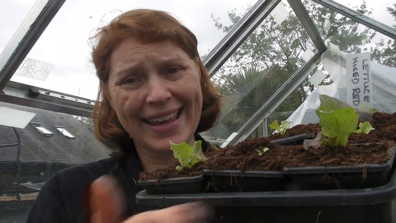 Pricking out Lettuce Seedlings - Part 507 - Claire's Allotment
