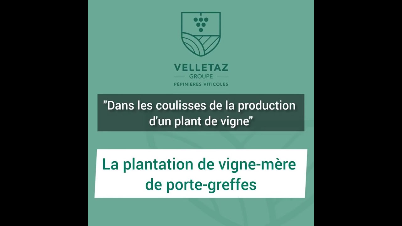 Plantation des vignes-mères de porte-greffes