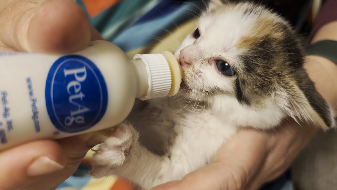 Tiny Vicious Kitten Chugs Milk #foster #kitty