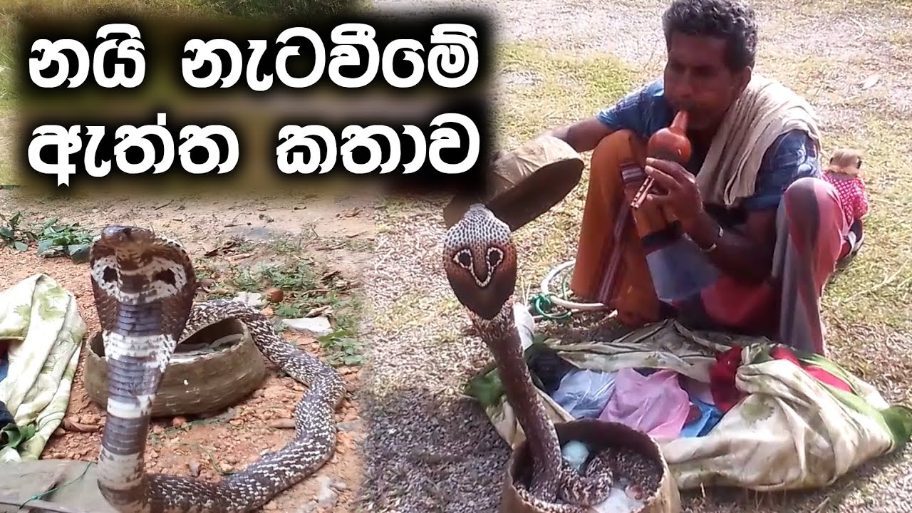 නයි නැටවීමේ කලාව  #Snake #cobra #Naya