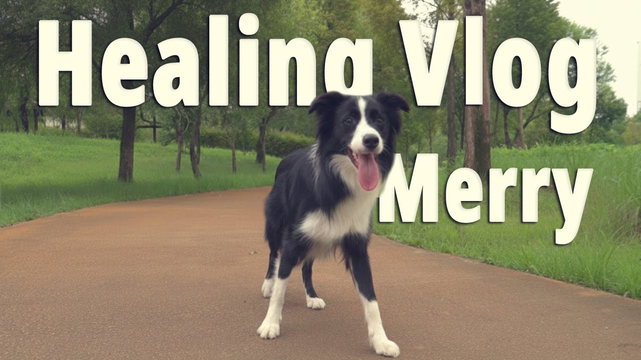 Merry’s Healing Vlog | Unjeong Lake Park