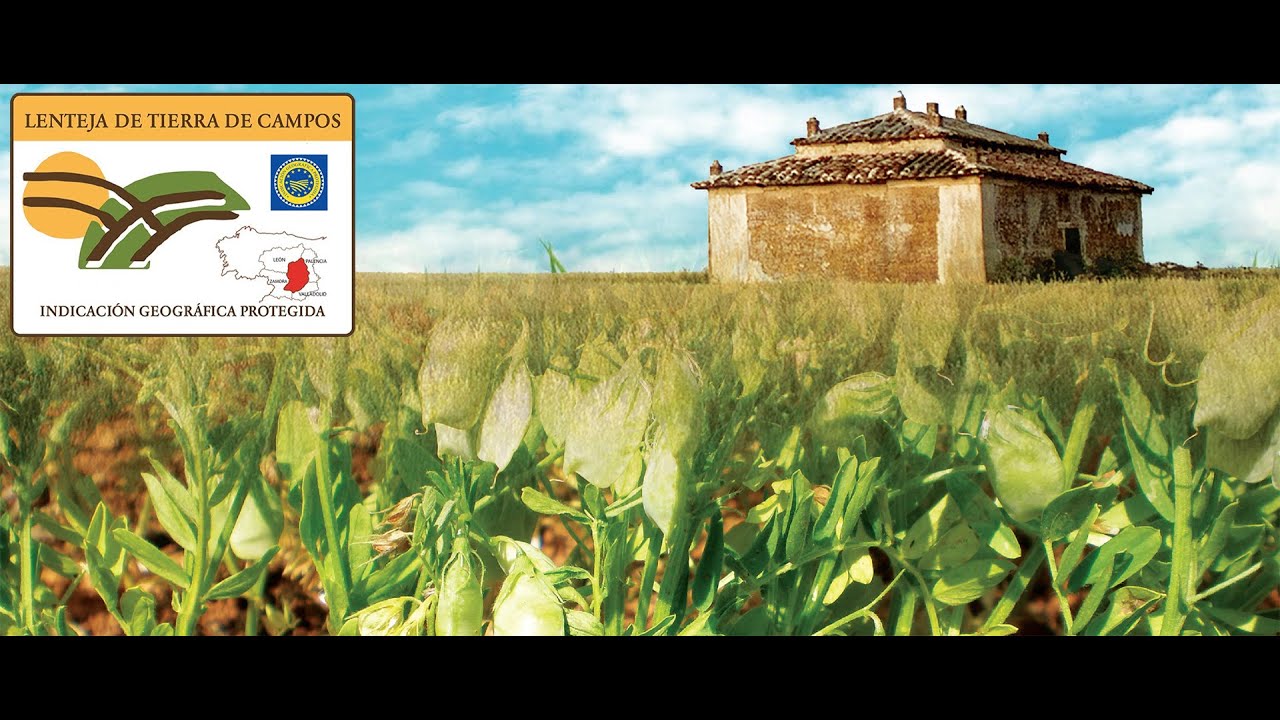 Lenteja de Tierra de Campos