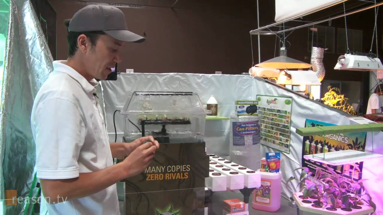 iGrow Medical Marijuana: A California Growth Industry