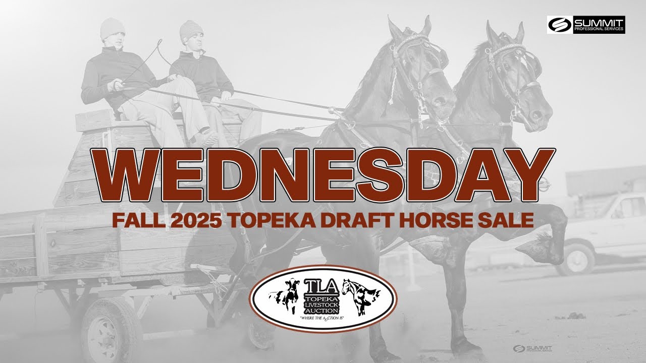 Topeka Draft Horse Sale - Wednesday Fall 2025
