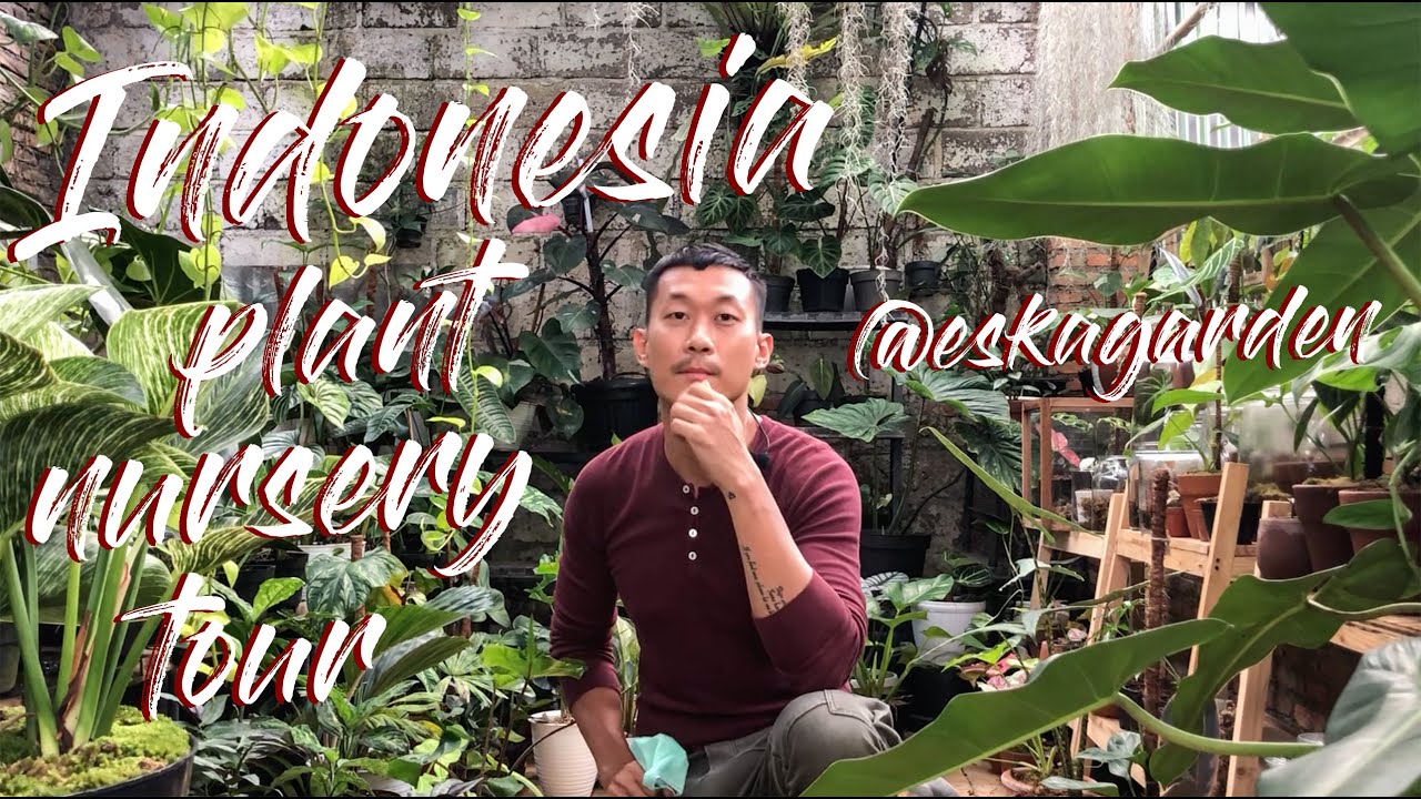 Indonesia Plant Nursery Tour - Sanggar Kemuning