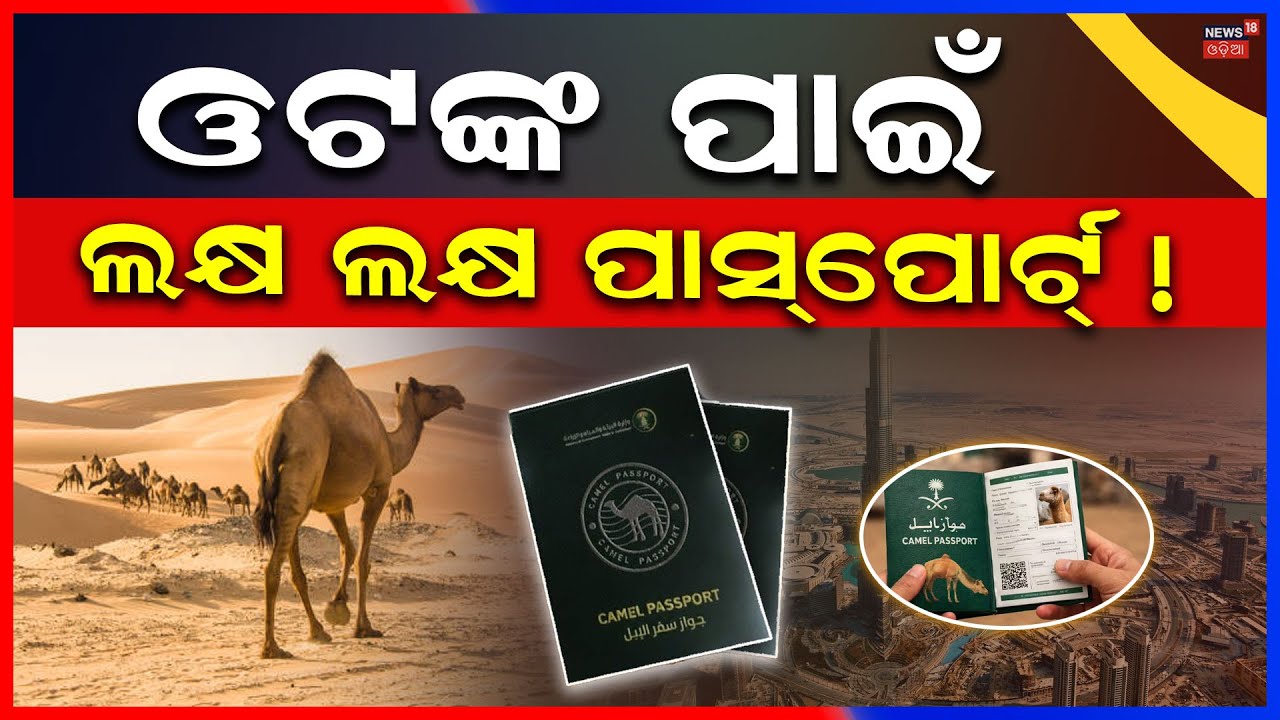 ଓଟଙ୍କ ପାଇଁ ସରକାରୀ ପାସ୍‌ପୋର୍ଟ ! Saudi Arabia Launches Passports For Millions of Camels | N18G