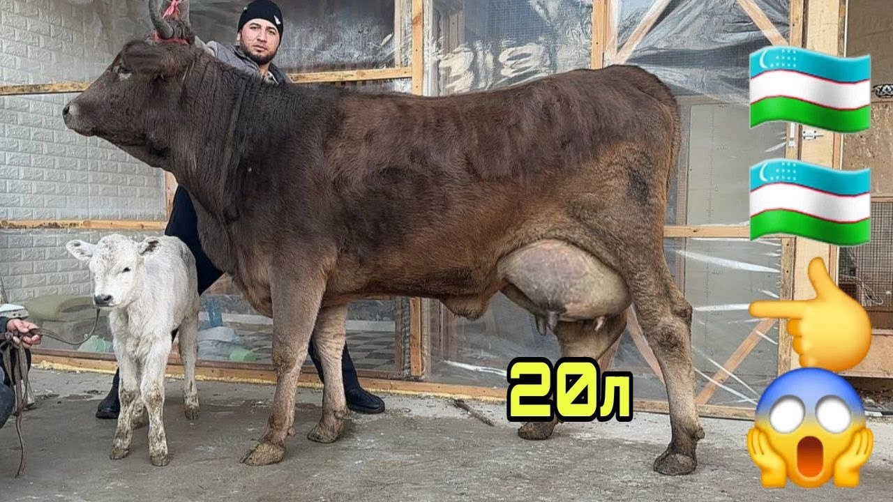 1- 2- БОЛЛАРИ СУТГА ЧЕМПИОН ШВЕД СИГИРЛАР СОТИЛАДИ SOTILADIGON SHIVED SIGIRLAR NARXI 24 января 2026