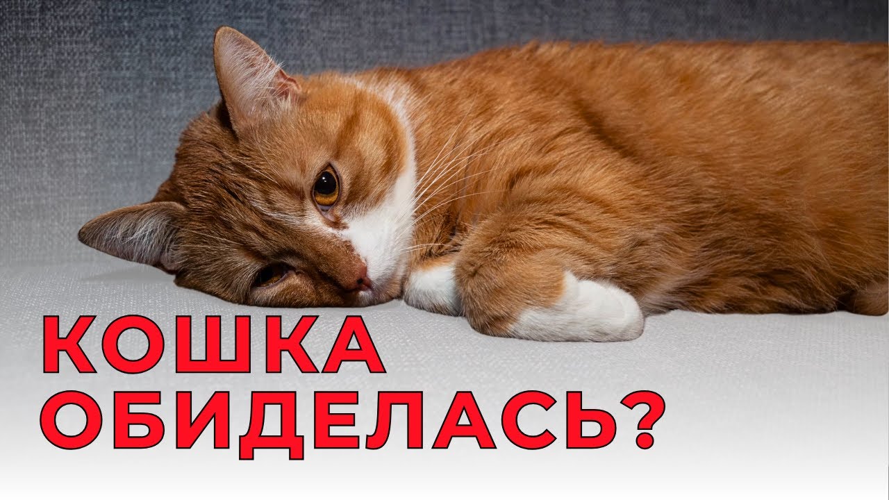 КОШКА МСТИТ ТЕБЕ? Вся ПРАВДА о кошачьей мести, ревности и обиде!