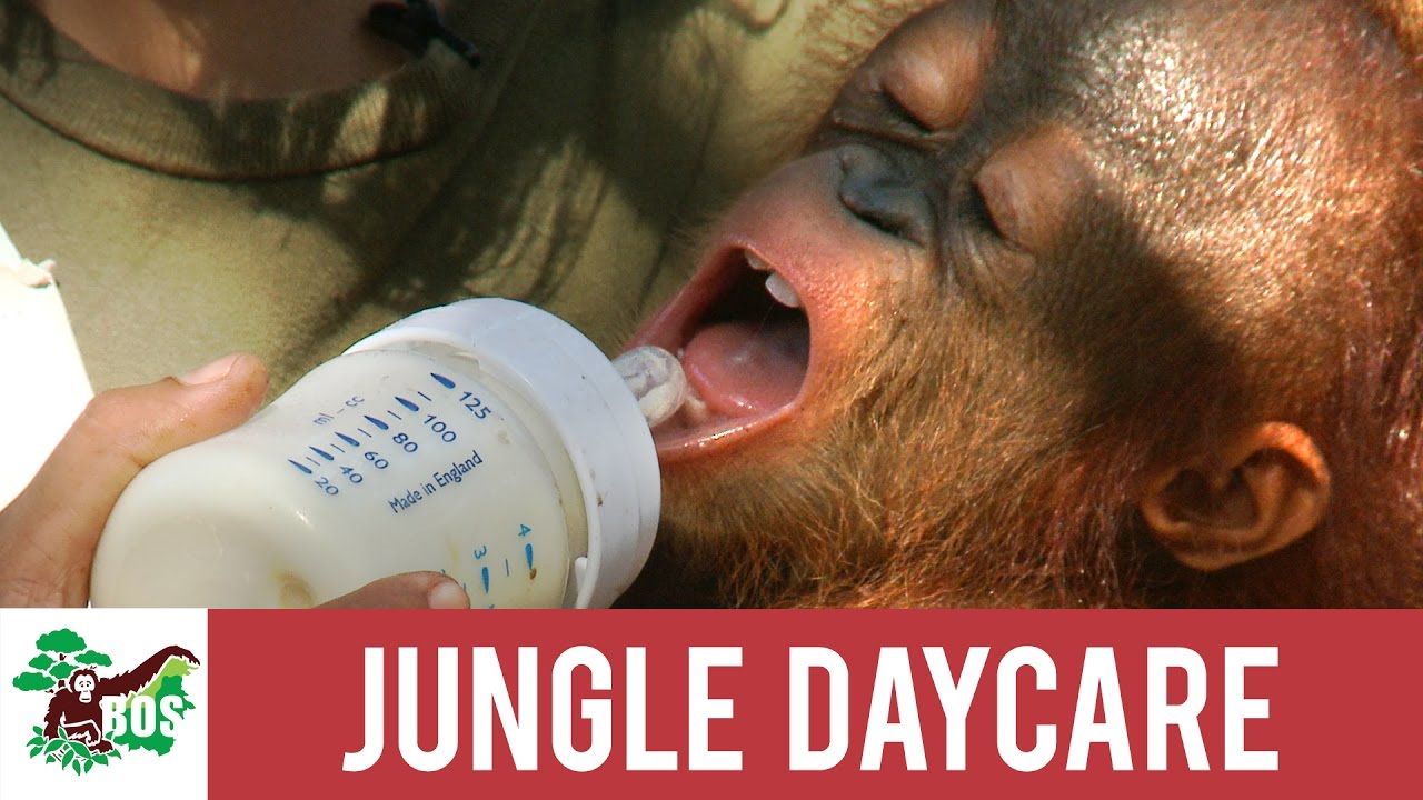 Jungle Daycare | BOS Foundation