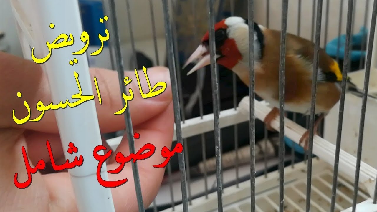 ترويض الحسون -  موضوع شامل
