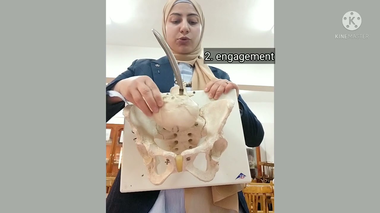Mechanism of the second stage of labor