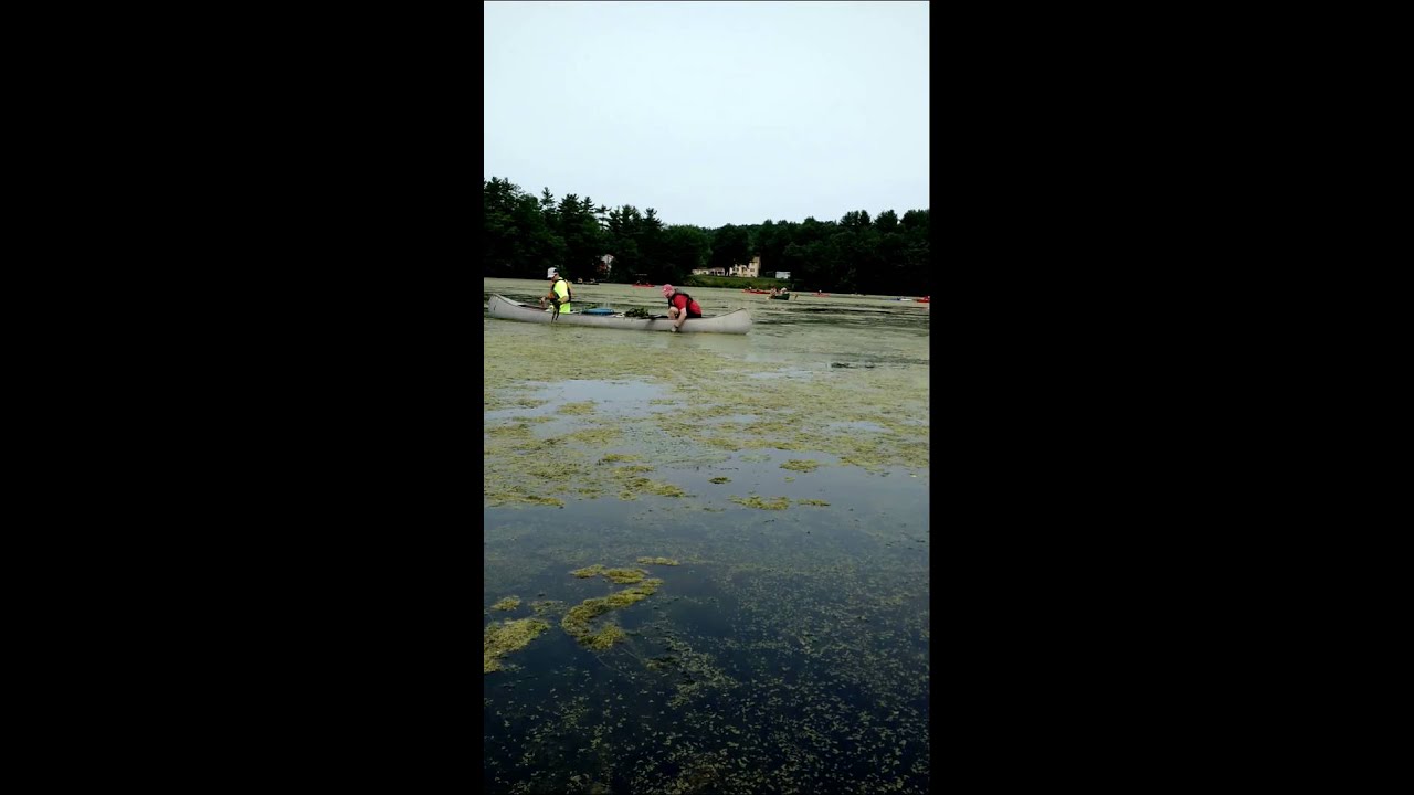 Michelle picking invasive European water chestnuts on Nashua river