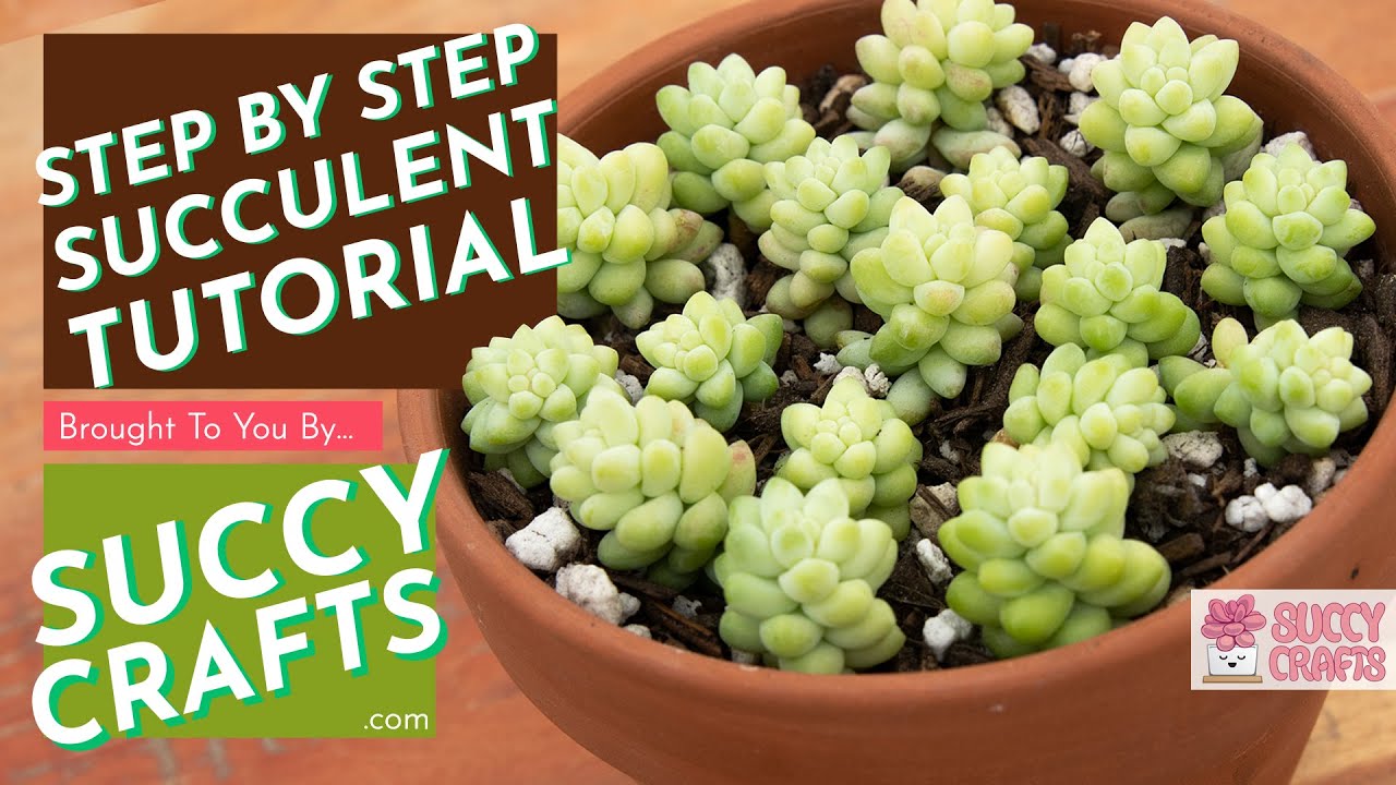 How to Revive Sedum Burrito Succulents