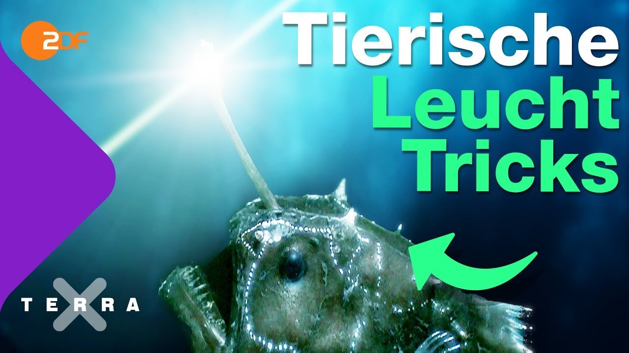Biolumineszenz - wie die Natur Licht erzeugt | Terra X plus
