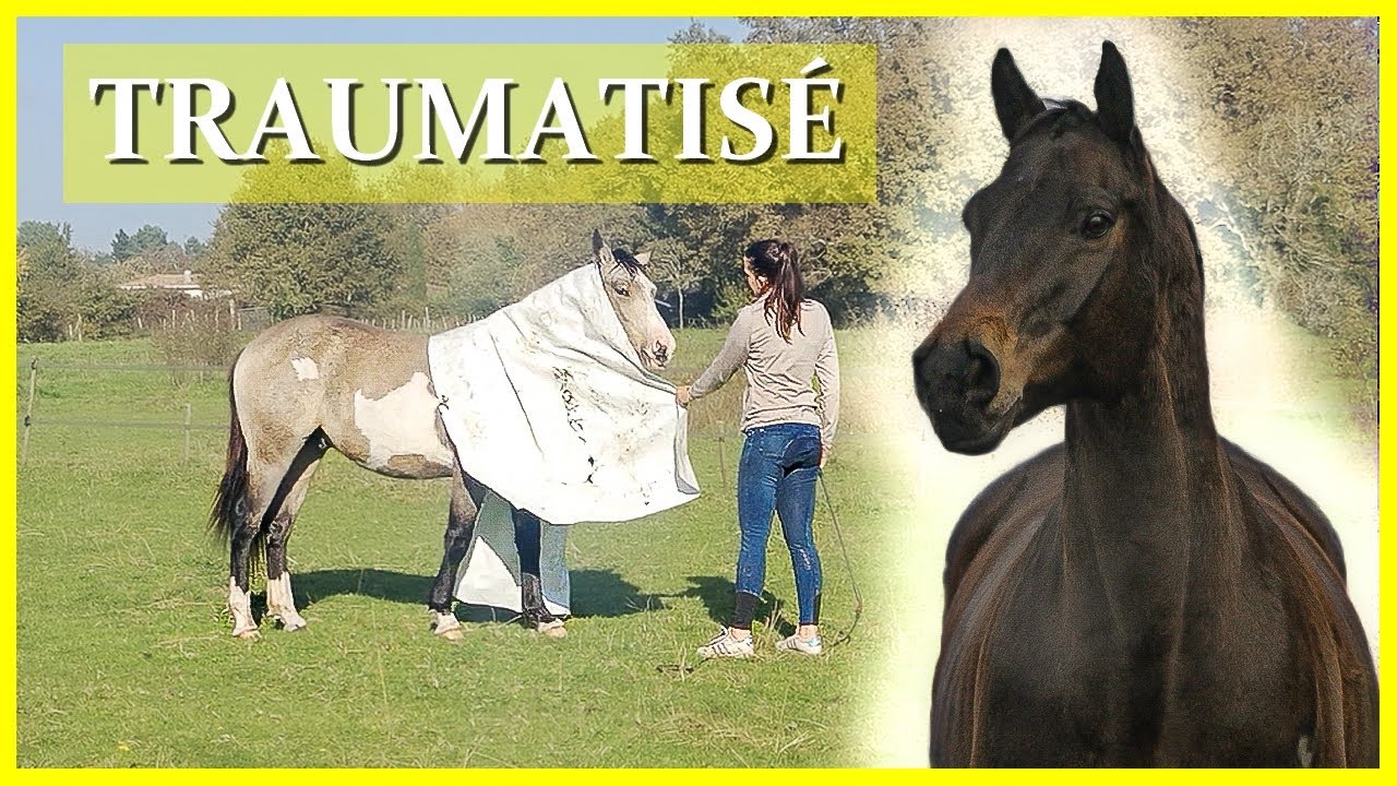 J'AI (ENCORE) TRAUMATISÉ BALY 😅 - Nagini est... Exemplaire !