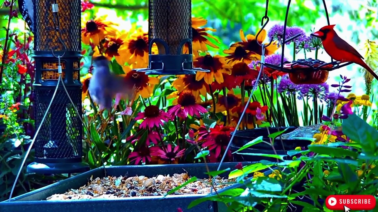 🔴 LIVE 4K Cottage Garden Bird Feeder: Cardinals, Woodpeckers, Song Birds, Bees, Sleep and Flowers
