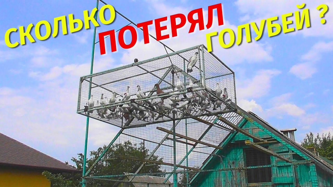 Залёт Молодых Голубей - что пошло не так⁉ Как ищут дом Молодые голуби 2025⁉😲